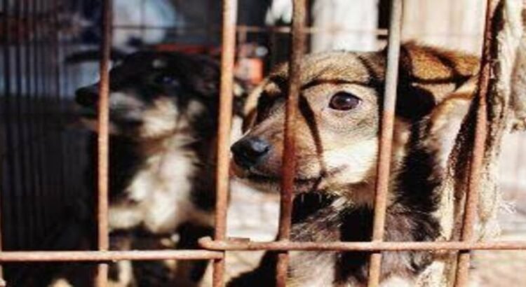 Alistan iniciativa en Michoacán para endurecer penas contra crueldad animal