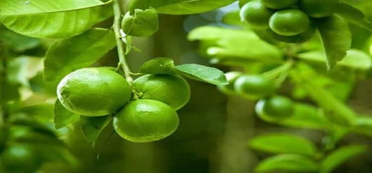 Más de 2 mil hectáreas de Michoacán no producirán limón
