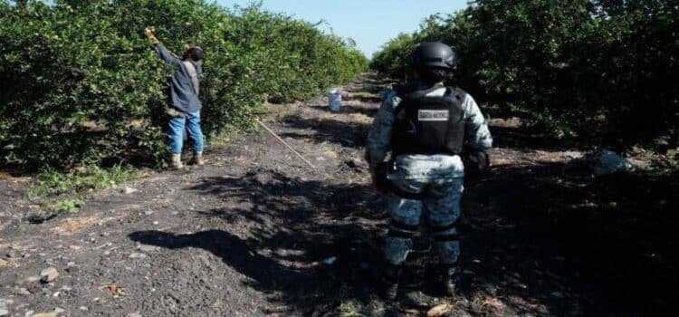Líder limonero denuncia que extorsiones del narco en Michoacán no han disminuido