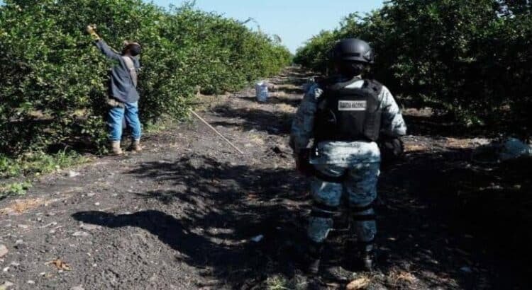 Líder limonero denuncia que extorsiones del narco en Michoacán no han disminuido