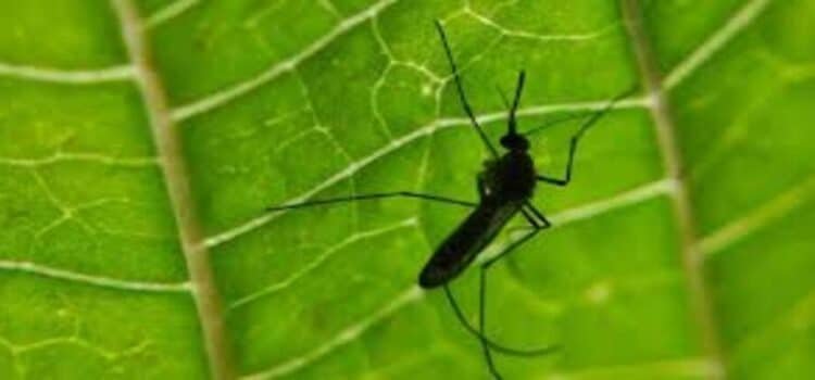 Sube Michoacán al lugar 3 nacional en incidencia de dengue