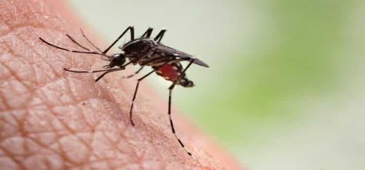 Registra Michoacán 157 casos confirmados de dengue