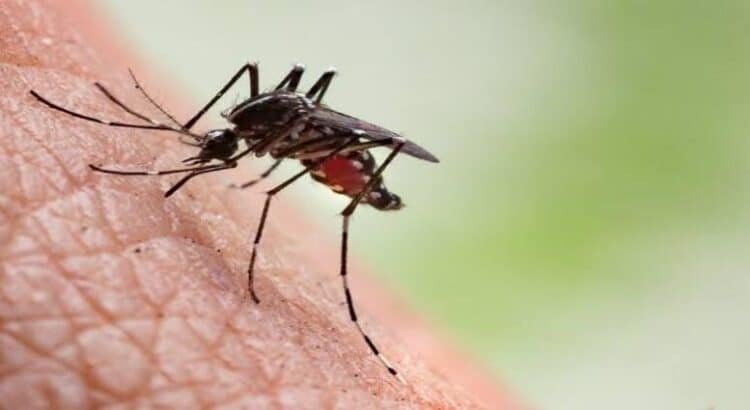 Registra Michoacán 157 casos confirmados de dengue