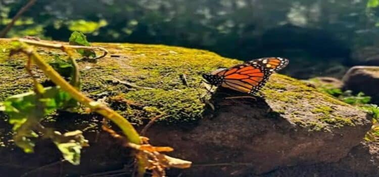 Ocupación de la mariposa monarca en Michoacán y Edomex aumenta un 99 por ciento Ocupación de la mariposa monarca en Michoacán y Edomex aumenta un 99 por ciento