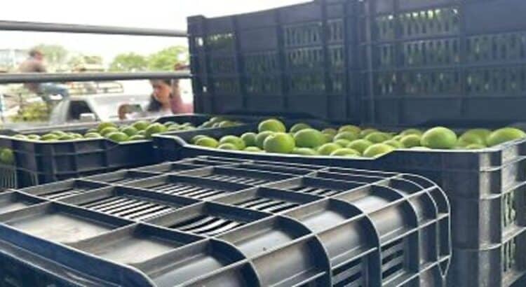 Sin reporte GobMich de cierre de empaques limoneros en Apatzingán