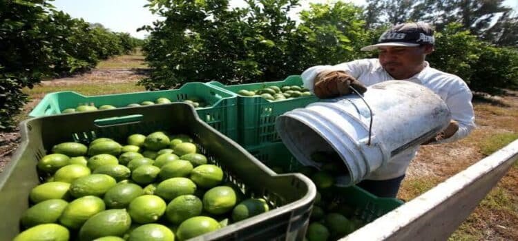 Ante violencia, suspenden labores limoneros de Michoacán