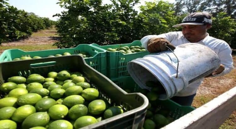 Ante violencia, suspenden labores limoneros de Michoacán