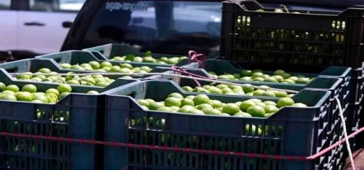 Garantizado el abasto de limón michoacano a todo el país