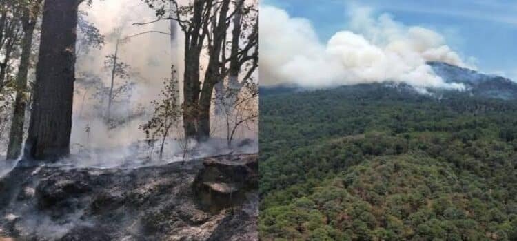 Incendio alcanza santuario de la Mariposa Monarca en Michoacán