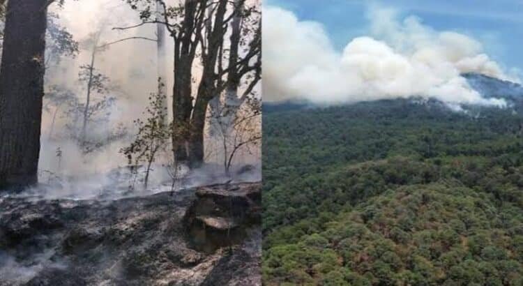 Incendio alcanza santuario de la Mariposa Monarca en Michoacán