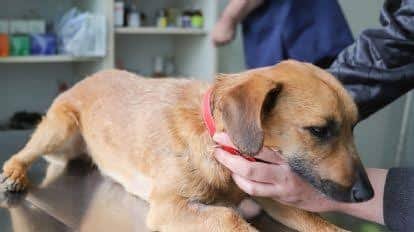 Primer veterinario de Morelia vinculado a proceso por maltrato animal
