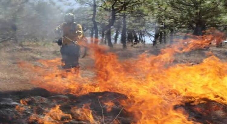 Brigadas liquidan 8 incendios forestales en Michoacán