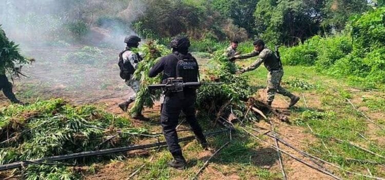 Destruyen plantío con 9 mil matas de marihuana en Parácuaro, Michoacán Destruyen plantío con 9 mil matas de marihuana en Parácuaro, Michoacán