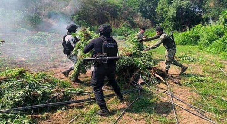 Destruyen plantío con 9 mil matas de marihuana en Parácuaro, Michoacán