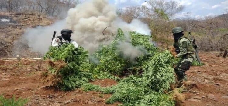 Localizan y destruyen 900 plantas de marihuana y un campamento delictivo en Michoacán