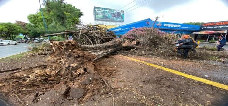 Gobierno de Morelia retira 2 árboles caídos por las lluvias