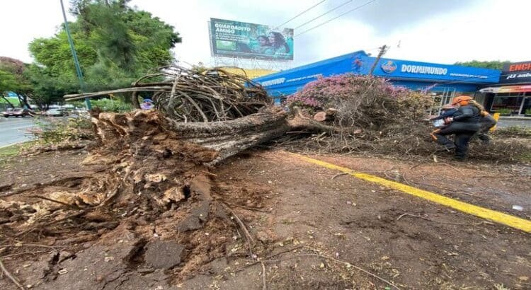Gobierno de Morelia retira 2 árboles caídos por las lluvias Gobierno de Morelia retira 2 árboles caídos por las lluvias