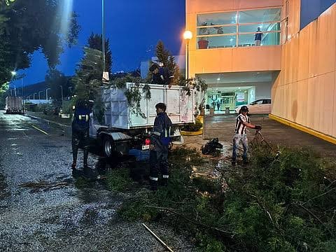 Retira Ayuntamiento de Morelia árboles caídos por lluvias