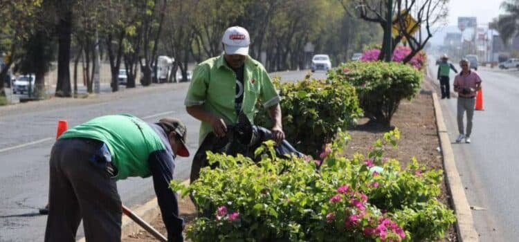 Atienden siete mil árboles afectados por plagas en Morelia