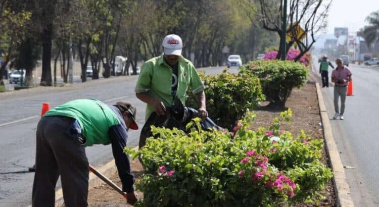 Atienden siete mil árboles afectados por plagas en Morelia