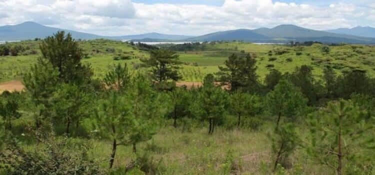 Con más de 10 millones de árboles reforestarán 50 mil hectáreas en Michoacán