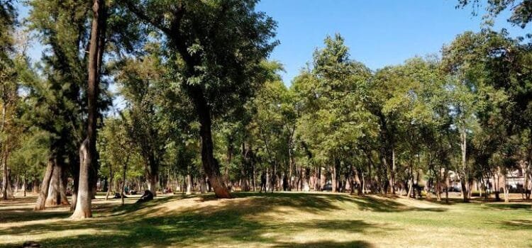 Esperan humedad suficiente para iniciar reforestación en Morelia Esperan humedad suficiente para iniciar reforestación en Morelia