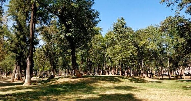 Esperan humedad suficiente para iniciar reforestación en Morelia