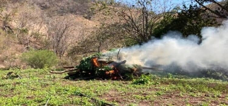 Localizan y destruyen tres plantíos de mariguana en Michoacán