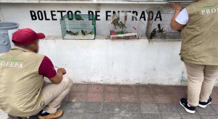 Aseguran 25 animales silvestres exhibidos ilegalmente en feria y mercado de Michoacán