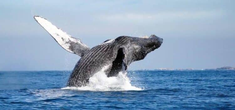 Buscará Michoacán certificación como destino para avistar ballenas