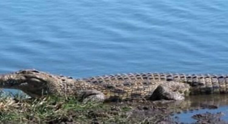 Menor de 9 años cae a zona pantanosa y es atacado por un cocodrilo en Michoacán