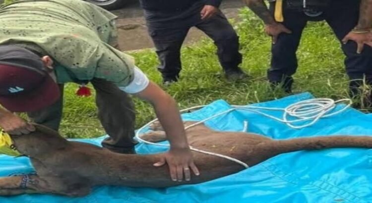 Capturan a puma que merodeaba en una colonia de Pátzcuaro, Michoacán