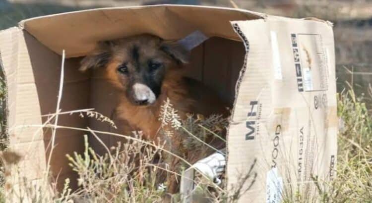 Busca Congreso de Michoacán incluir respeto animal ante 13% de maltrato