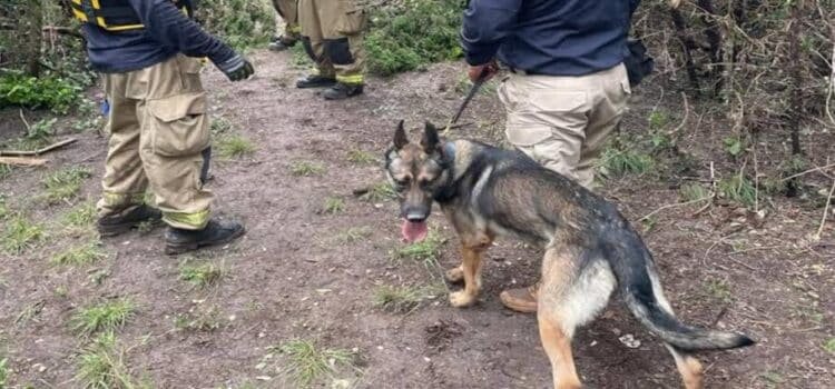Perros rescatistas de Michoacán apoyan en búsqueda de personas tras inundaciones en Texas Perros rescatistas de Michoacán apoyan en búsqueda de personas tras inundaciones en Texas