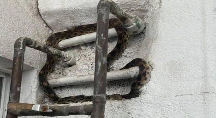 Captura PC Morelia serpiente dentro de domicilio