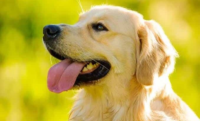 Campaña de esterilización animal gratuita en Yurécuaro y Morelia