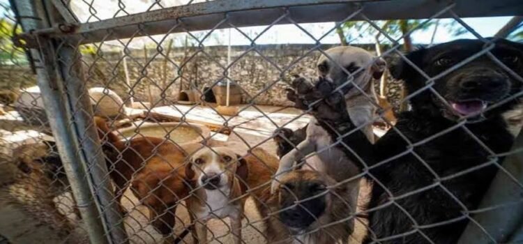 Rescatados, 26 animales del maltrato de enero a junio en Michoacán
