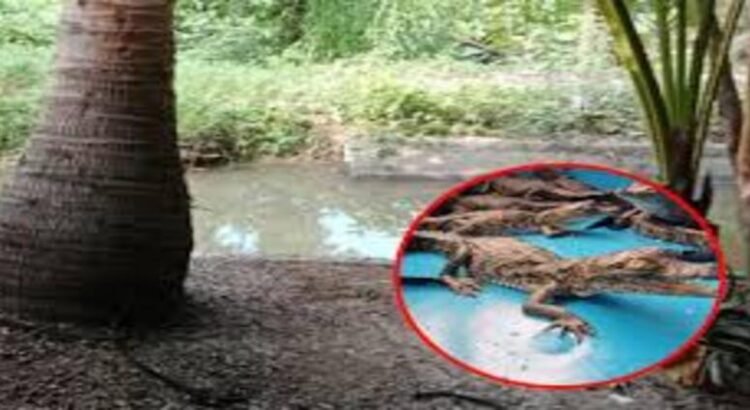 Rescatan 15 crías de cocodrilo americano en Michoacán