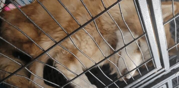 Investigan tres casos de presunto maltrato animal contra perros en Morelia
