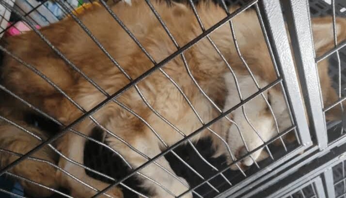 Investigan tres casos de presunto maltrato animal contra perros en Morelia