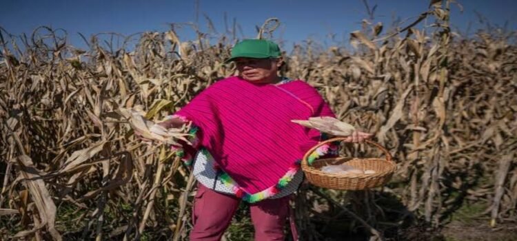 Cárteles controlan el agro michoacano: extorsión, tierras robadas y amenazas frenan exportaciones
