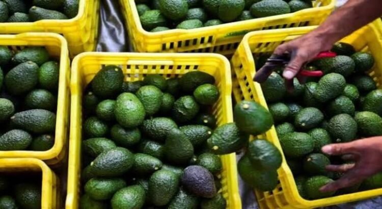 Secretaría de Trabajo y Gobierno de Michoacán dialogan con sector aguacatero en materia laboral