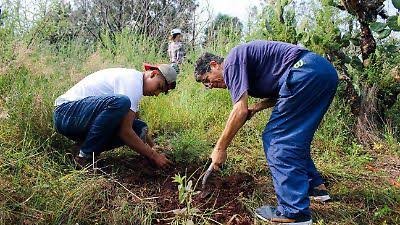 Siembran en Morelia 420 árboles de zapote prieto
