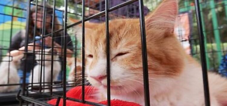 Fin de semana animalista en Michoacán: adopciones, vacunas y esterilizaciones