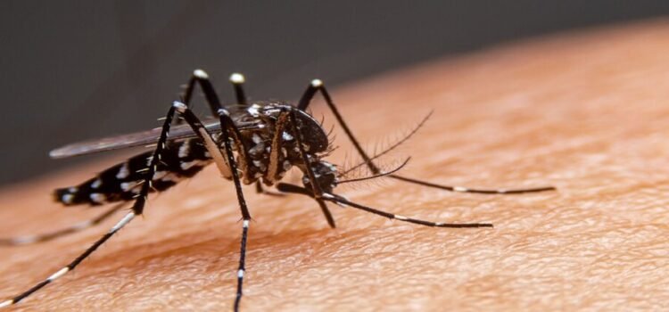 Disminuyen casos de dengue en 2025 pero cobra 48 muertes