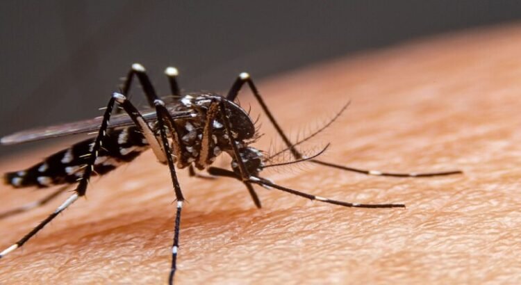 Disminuyen casos de dengue en 2025 pero cobra 48 muertes