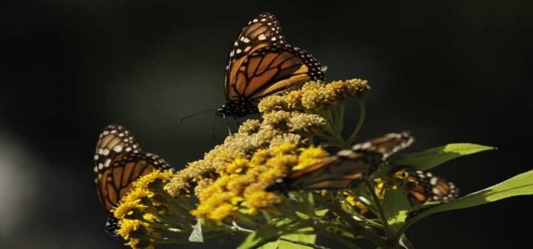 Michoacán espera recibir un aumento de población de la Mariposa Monarca esta temporada