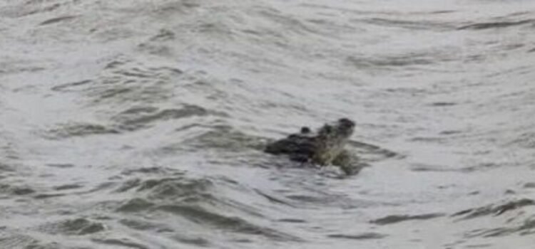Captan a cocodrilo arrastrado por huracán Priscila a playa Michoacan