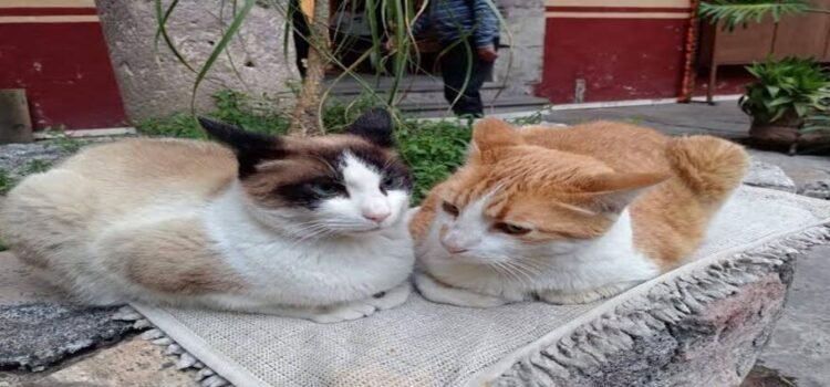 Buscarán proteger por norma a animales que vivan en edificios públicos