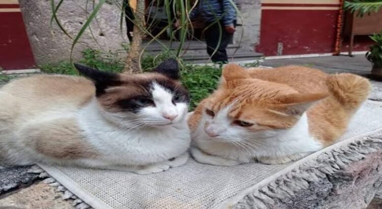 Buscarán proteger por norma a animales que vivan en edificios públicos